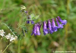 Image result for Vicia villosa