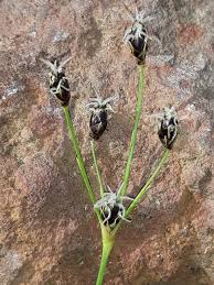 Image result for Bulbostylis oritrephes