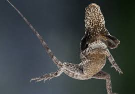Frilled Lizard An Ever Vigilant Dragon Frilled Lizard Lizard No Frills