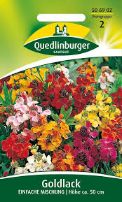 Pflanzen sie ihn stets in der nähe von wegen oder sitzplätzen, um ihn voll genießen zu können. Goldlack Einfache Mischung Blumensamenmischung Von Quedlinburger Samenhaus Samen Samereien