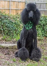Pin By Tisha Chandler On Standard Poodles Pretty Poodles Poodle Dog Poodle
