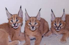 Traditional siamese kittens & traditional balinese kittens for sale. Oregon Zoo Finally Names Its Caracal Kittens Oregonlive Com