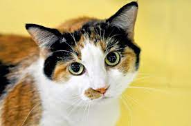 Cute cats photos funny cat pictures funny pics. Are Calico Cats Always Female