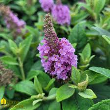 Image result for buddleia davidii