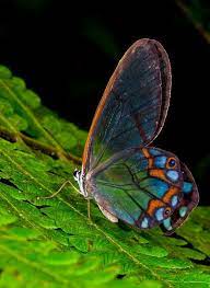 Pin En Flutterbys