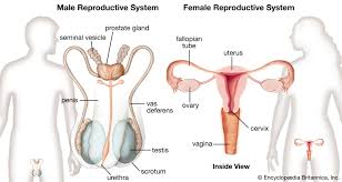 Image result for female sex organ