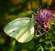 Image result for Pieris napi