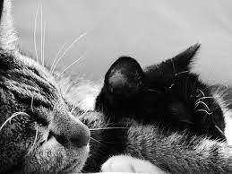 Chrysda Pixabay Images Gratuites Chat Noir Chat