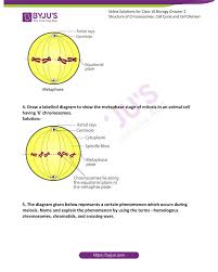 By knowing what organelles animal cells have and their general shapes, you can easily draw an animal cell. Selina Solutions Concise Biology Class 10 Chapter 2 Structure Of Chromosomes Cell Cycle And Cell Division Get Pdf
