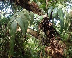 Image result for Asplenium gemmiferum