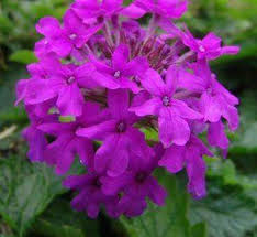 Image result for Verbenaceae