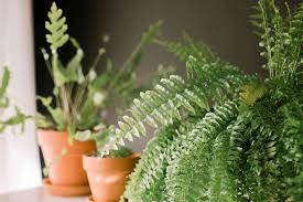 Best Techniques For Growing Fern Plants