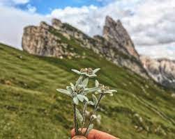 Edelweiss Meaning What Is The History Behind The Flower Of Alps
