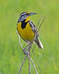 Backyard Birds Of East Texas Pin On Birds Of America