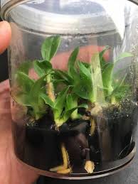 The flask is a reused thai whiskey flask. Orchids In Flask Paph Paradise