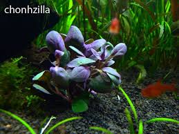 Common Name Cardinal Flower Proper Name Lobelia Cardinalis Category Stem Plants Temperature Freshwater Aquarium Plants Planted Aquarium Plants