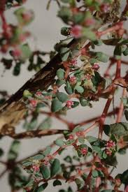 Image result for Euphorbia inaequilatera