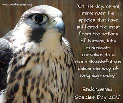 One saw a bird dying, shot by a man. National Endangered Species Day Time To Think About The Little Things The Wildlife Center Of Virginia