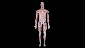 Image result for full body scan