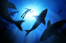 On le prépare ensuite et cela finit. Les Requins Aux Etats Unis Eviter Les Dangers De La Mer