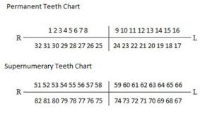 Supernumerary Teeth Hyperdontia Numbering Chart And