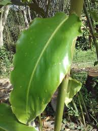 Pokok mengkuang atau nama saintifiknya pandanus artocapus merupakan tanaman yang tidak asing lagi di negara kita malaysia. Izymade Borneo Perbezaan Antara Pokok Kantan Dan Pokok Tuhau