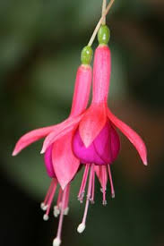 Risultati immagini per Naturaleza perfecta. Fuchsia.