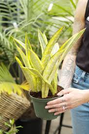 Image result for Sansevieria