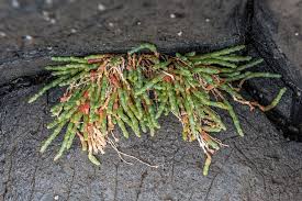 Image result for Sarcocornia