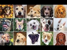 Related quizzes can be found here: Quiz Diva Can You Pass This Dog Breeds Quiz Answers 25 Questions Score 100 Myneo Youtube