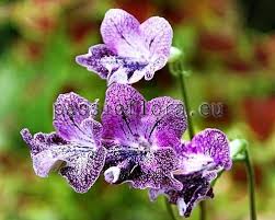 Image result for Streptocarpus goetzei