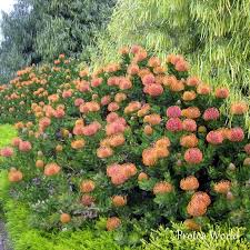 Pincushion Protea Leucospermum Patersonii Family Proteaceae Low Water Gardening Alpine Plants Garden Plants