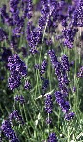 Lavendel werkt bovendien verzachtend bij insectenbeten en wonden. Lavandula Angustifolia Silver Blue Lavendel Vtwonen