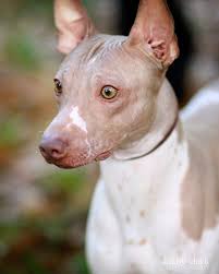 Check spelling or type a new query. American Hairless Terrier Dog Breed Information Hairless Dog Mexican Hairless Dog Dog Breeds