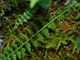 Image result for Asplenium elliottii