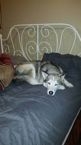 Ct Farm For Sale Tired Dog Horse Farms Horse Farms For Sale Dogs