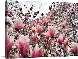 Odkryj flowering trees central park stockowych obrazów w hd i miliony innych beztantiemowych zdjęć stockowych, ilustracji i wektorów w kolekcji shutterstock. Flowering Magnolia Trees In New York City S Central Park During Springtime Wall Art Canvas Prints Framed Prints Wall Peels Great Big Canvas