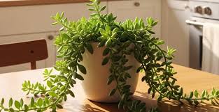 Image result for Senecio subsessilis