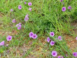 Image result for Ipomoea bolusiana