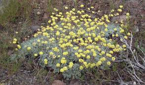 Image result for Helichrysum panduratum
