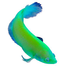 Sign up for repeat delivery to get free shipping and extra savings on tanks, food, water conditioners and more. Glofish Electric Green Female Betta Fish Fish Goldfish Betta More Petsmart