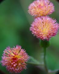 Image result for Emilia tenellula