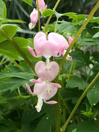 Cupid media offers a variety of niche online dating sites, and pinkcupid focuses on giving single ladies a platform to find someone special. Lamprocapnos Dicentra Spectabilis Cupid