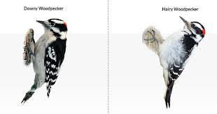 Nova Scotia Bird With Red On Back Of Head Downy Woodpecker And Hairy Woodpecker Downy Woodpecker Woodpecker Downy