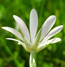 Image result for Stellaria sennii