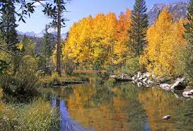 Sierra Colors Golden Aspen Trees Reflected In Creek Sponsored Golden Colors Sierra Aspen Creek Ad Aspen Trees Photo Family Fun Time