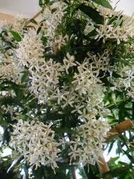 Image result for Pavetta edentula