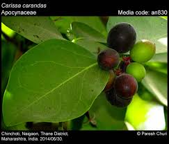 Image result for Carissa spinarum