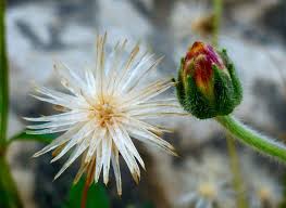 Image result for Tridax
