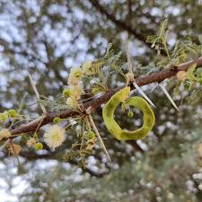 Image result for Acacia borleae